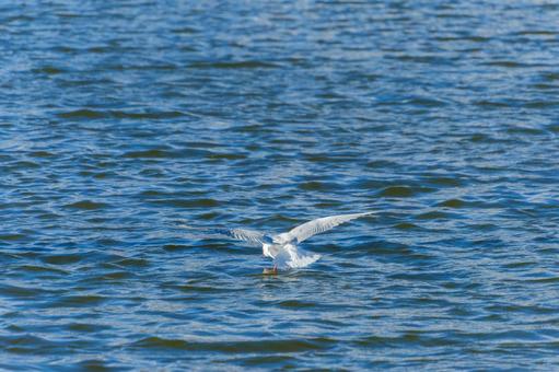 湖面を飛び立つユリカモメ 湖面を飛び立つユリカモメの写真
