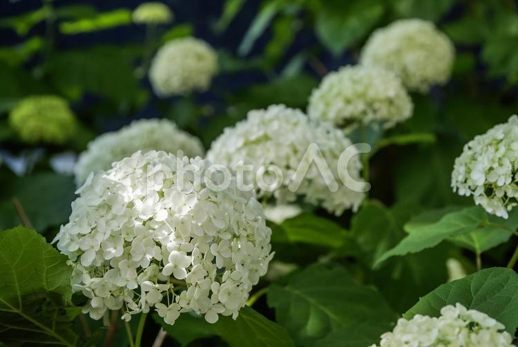 綺麗に並んだ白アジサイ アジサイ,植物,花の写真素材