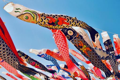 青空を泳ぐ鯉登り 鯉登り,青空,5月5日の写真素材