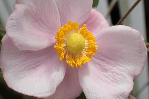 花 花の写真