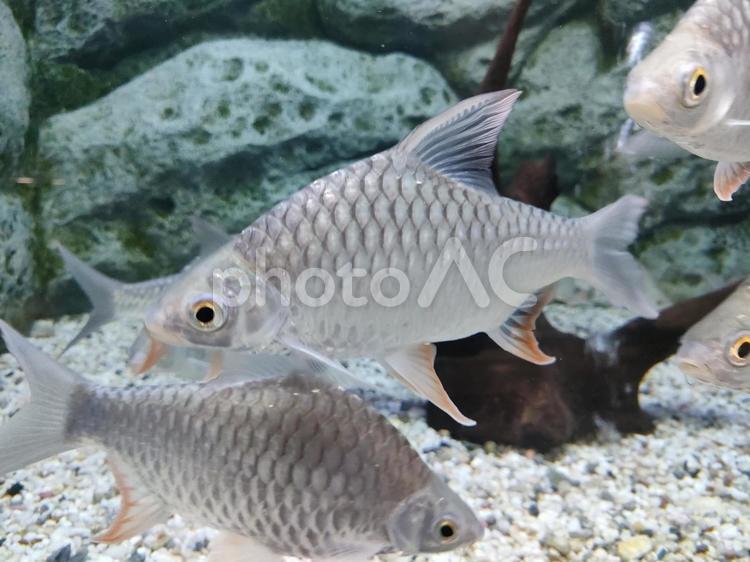 熱帯魚　淡水 熱帯魚,魚,鑑賞魚の写真素材