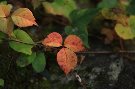 紅葉 紅葉の写真
