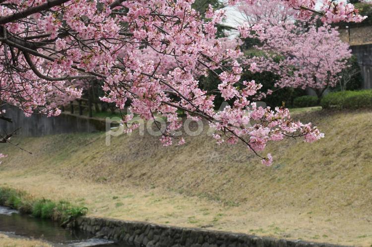小川沿いに咲く桜 桜,さくら,春の写真素材