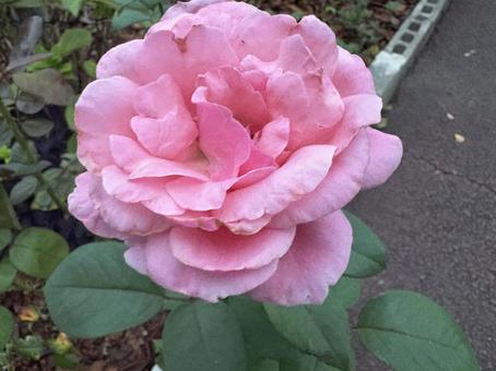 クイーン・エリザベス4 クイーン・エリザベス4の写真