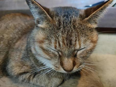 土間 寝るネコ 1 土間 寝るネコ 1 ネコ,土間,まったりの写真素材