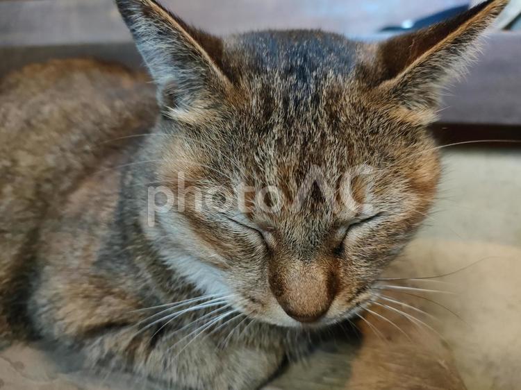 土間　寝るネコ　１ ネコ,土間,まったりの写真素材