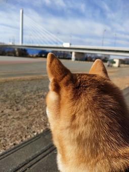 運動公園を眺めながら休憩する柴犬！の写真