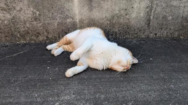 ねこ ねこの写真