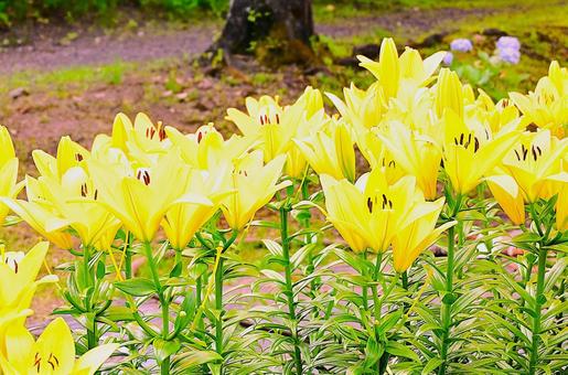 色鮮やかな満開のゆり園 色鮮やかな満開のゆり園 ゆり,百合の花,花の写真素材