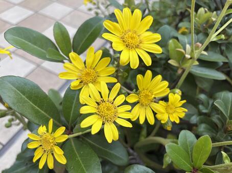 ツワブキの花 ツワブキ,花,植物の写真素材
