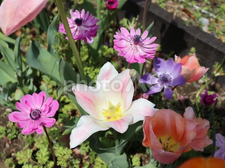 春の花 お花,花,お花畑の写真素材