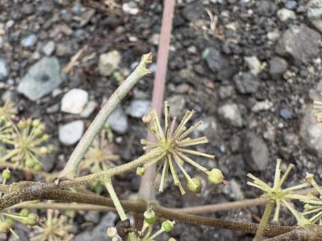 懸命に 枝になりきる 尺取虫 02 懸命に 枝になりきる 尺取虫 02 尺取虫,シャクトリムシ,尺蠖の写真素材