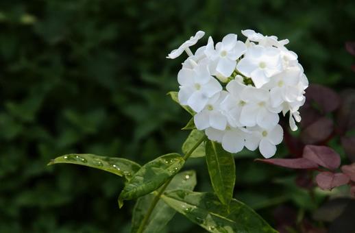 フロックス　綾瀬1 フロックス,白,花の写真素材