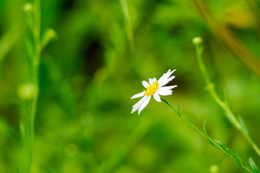 ユウガギク⑵ ユウガギク⑵ 花,ユウガギク,水滴の写真素材