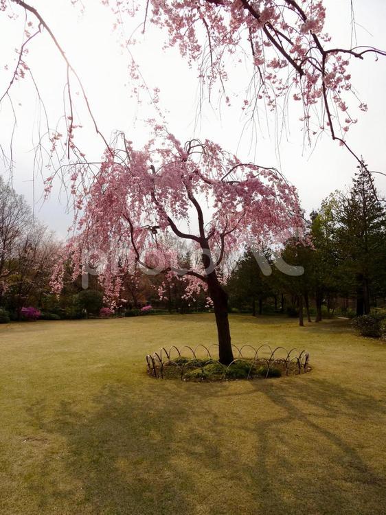 枝垂れ桜 桜,枝垂れ桜,春の花の写真素材