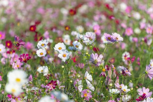 秋風に揺れるコスモスの花畑 コスモス,花,秋の写真素材