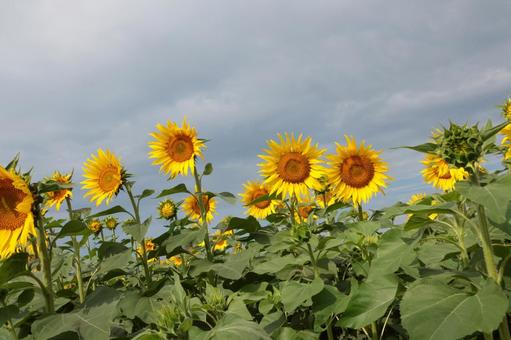 秋風に揺れるひまわり ひまわり,佐賀,秋の写真素材