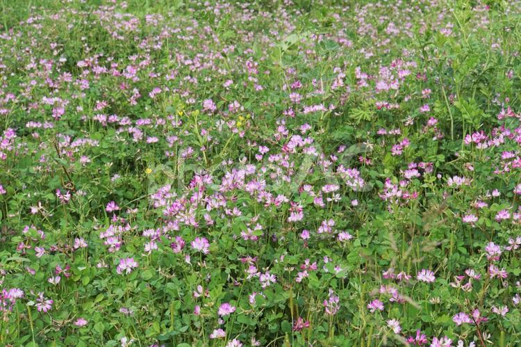 レンゲの原 野原,レンゲ,薄紫の写真素材
