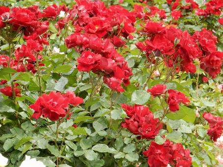 【薔薇の写真】バラの花 【薔薇の写真】バラの花の写真