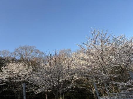 桜 桜の写真