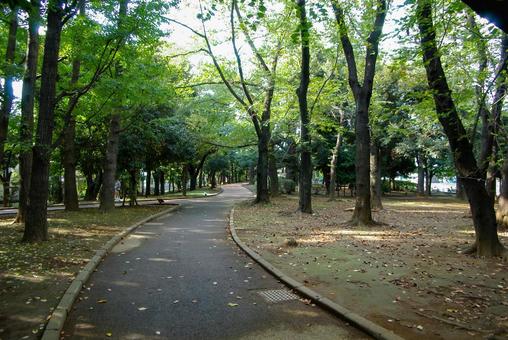 世田谷公園の遊歩道 世田谷公園の遊歩道 世田谷公園,木々,屋外の写真素材