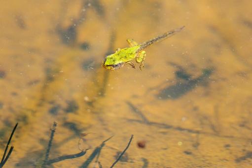 Photo, natural, animal, biological, 