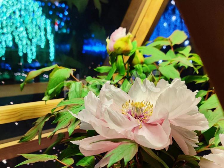 ボタンの花とイルミネーション 牡丹,ボタン,ピンクの写真素材
