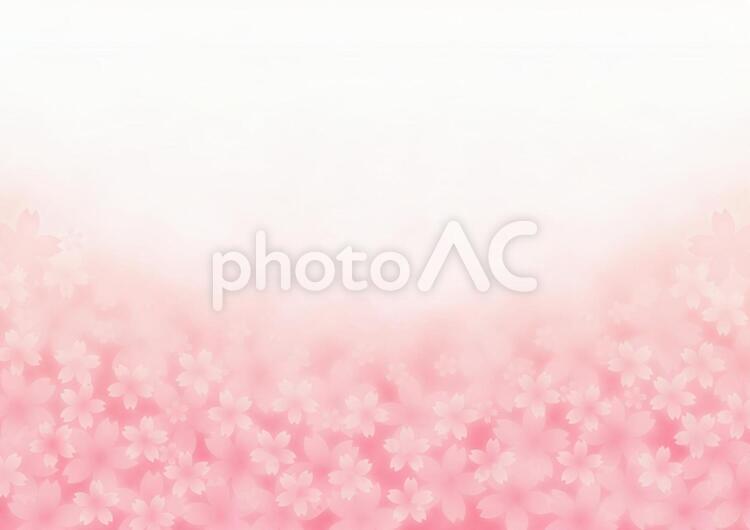 桜イメージ 桜,春,ピンクの写真素材