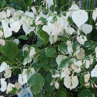 Variegated Redbud Silver Cloud, JPG
