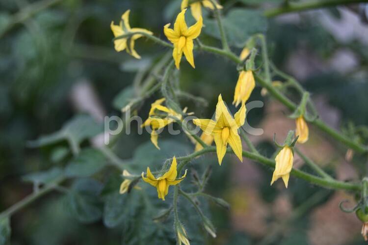 ミニトマトの花 トマト,ミニトマト,野菜の写真素材
