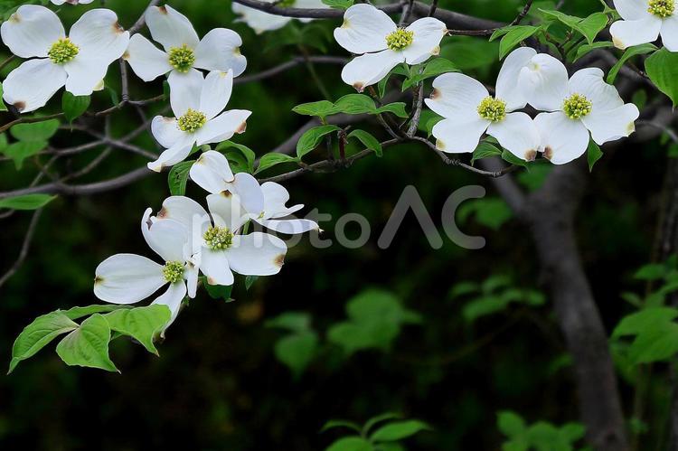 ハナミズキ　花水木のかわいい白い花満開 ハナミズキ,花水木,満開の写真素材