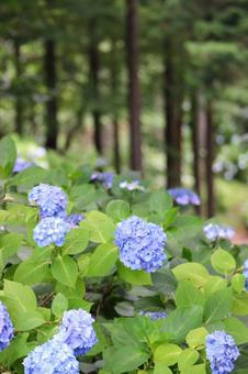 Hydrangea, JPG