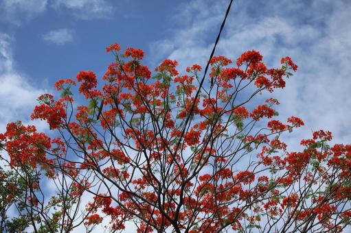 青空と雲と赤い花びらのホウオウボクの花木 青空と雲と赤い花びらのホウオウボクの花木の写真