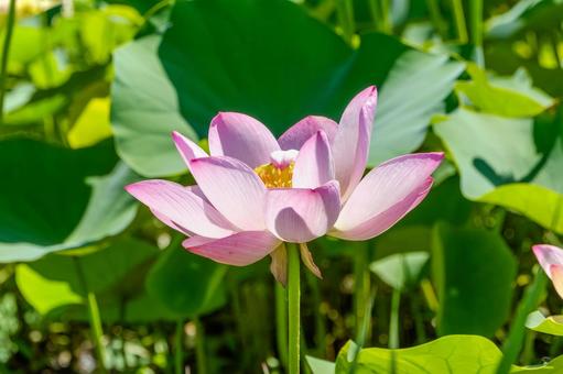 夏の陽射しを浴びる桃色の蓮の花 夏の陽射しを浴びる桃色の蓮の花の写真