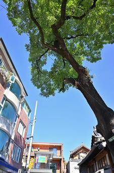 北村韓屋村の写真