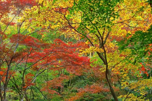 Burning autumn, JPG Burning autumn, autumn leaves, yellow leaves, red, JPG