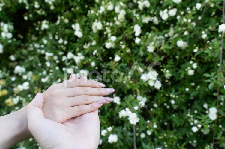 花に包まれた手と指輪の約束④ 結婚,婚約,指輪の写真素材
