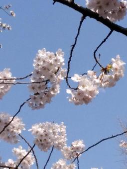 桜 桜の写真