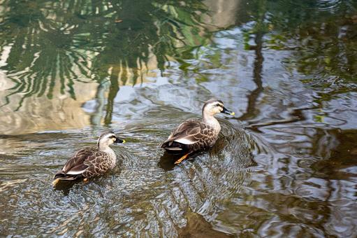川を泳ぐカルガモたち 野鳥,鳥,カモの写真素材
