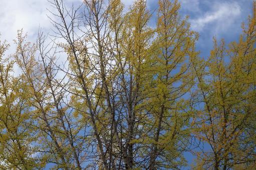 黄色に色づく銀杏並木と白い雲と青空の風景 黄色,色づく,銀杏の写真素材