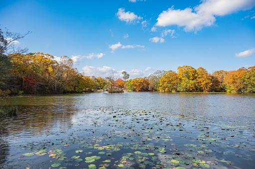 北海道　大沼国定公園　秋の風景 北海道,大沼,函館の写真素材