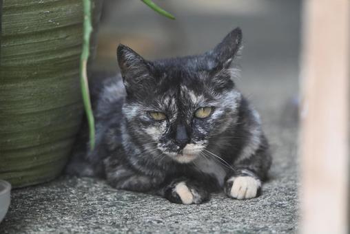 福井県若狭町の野良ちゃん 福井県若狭町の野良ちゃん アップ,ブチ,しまみけの写真素材
