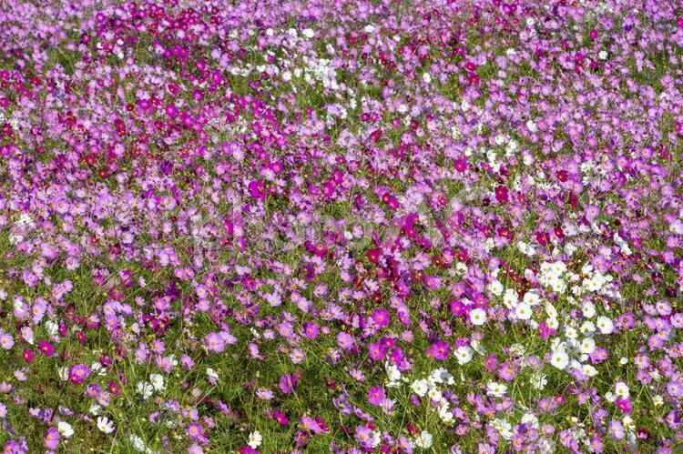 コスモスの花畑　鹿児島県　上場高原 コスモス,秋桜,花の写真素材