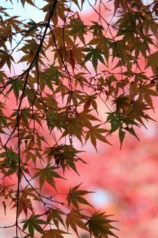 紅葉 紅葉の写真