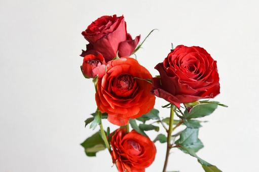 薔薇とラナンキュラス 薔薇,バラ,赤の写真素材