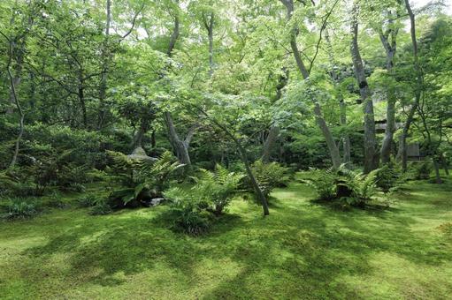 新緑が美しい祇王寺 祇王寺,新緑,苔の写真素材