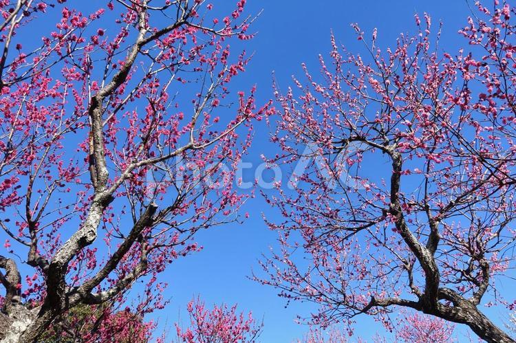 ＜千葉県＞青葉の森公園(梅) 梅,花,梅の花の写真素材