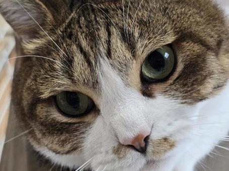 Cat close-up, JPG Cat close-up, JPG