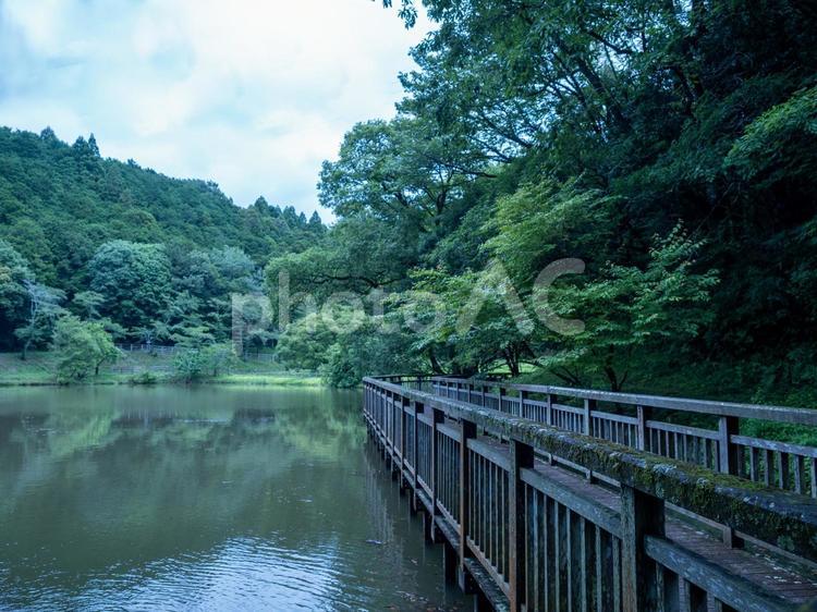 まだ薄暗い山の中の池と遊歩道② 池,遊歩道,山の写真素材