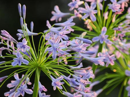 きれいなアガパンサス きれいなアガパンサスの写真